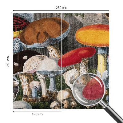 Fototapet barn Botaniska svampar