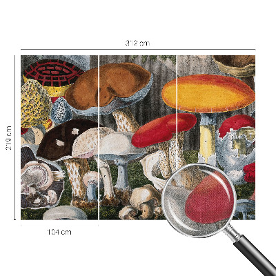 Fototapet barn Botaniska svampar