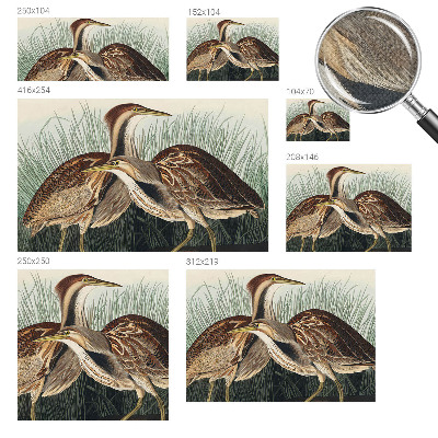 Självhäftande fotovägg Realistiska fåglar