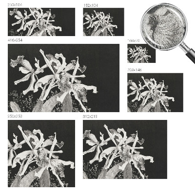 Fototapet barnrum Orkidéillustration