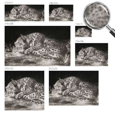 Fototapet barnrum med motiv av en vilande leopard