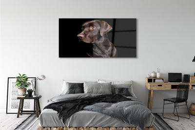 Akrylglastavla Brun hund