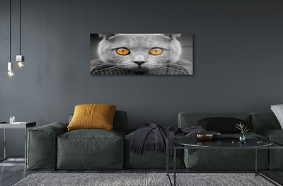 Akrylglas bild Brittisk grå katt