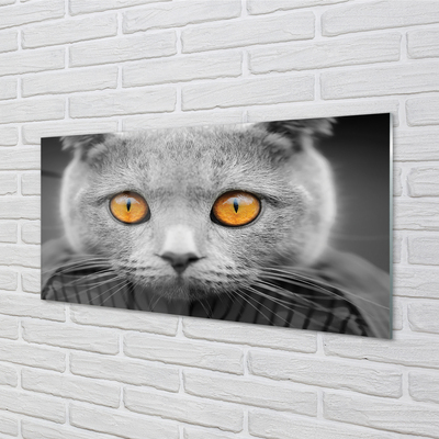 Akrylglas bild Brittisk grå katt