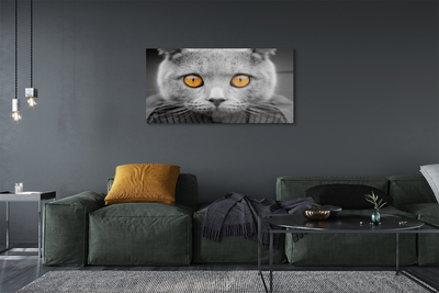 Akrylglas bild Brittisk grå katt