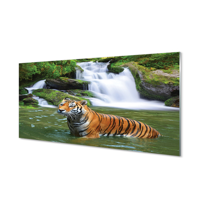 Plexiglas tavla Tiger vattenfall