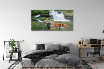 Plexiglas tavla Tiger vattenfall