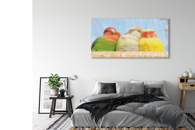 Plexiglas tavla Färgglada papegojor