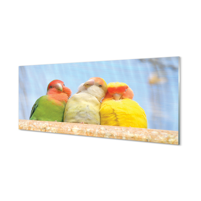 Plexiglas tavla Färgglada papegojor