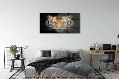 Tavla plexiglas Tiger