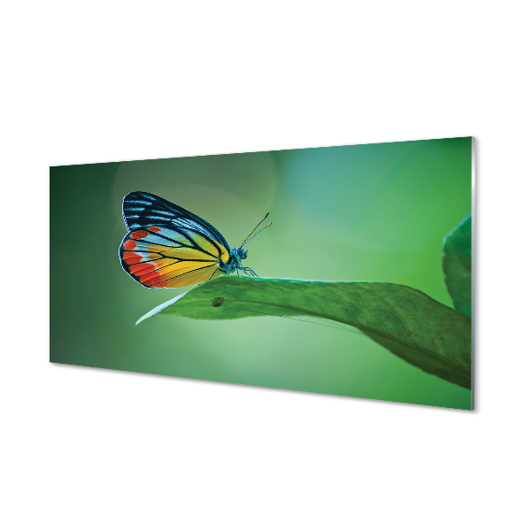 Plexiglas tavla Färgglad bladfjäril