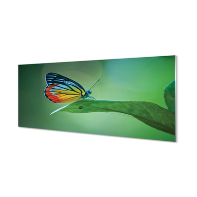 Plexiglas tavla Färgglad bladfjäril