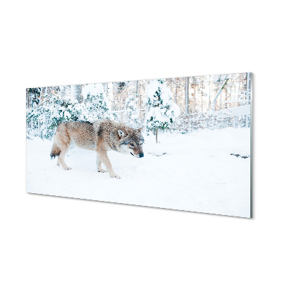 Akrylglas bild Wolf vinter skog