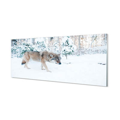 Akrylglas bild Wolf vinter skog