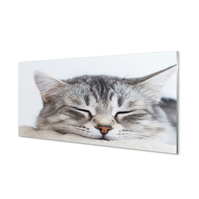 Tavla plexiglas Sovande katt