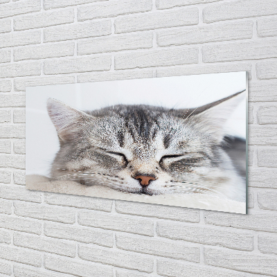 Tavla plexiglas Sovande katt