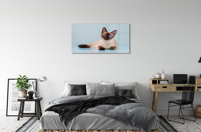 Plexiglas tavla Liggande katt