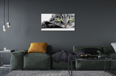 Bild på akrylglas Grå och svart katt