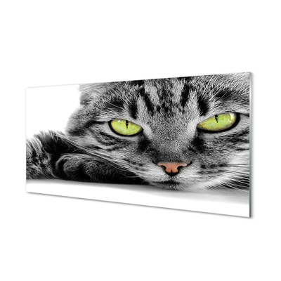 Bild på akrylglas Grå och svart katt