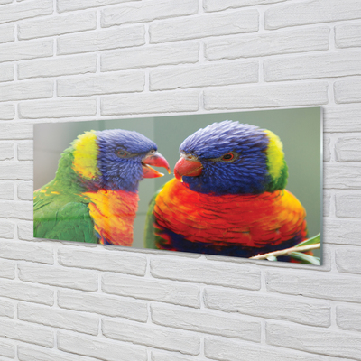Tavla plexiglas Färgglada papegojor