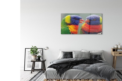 Tavla plexiglas Färgglada papegojor