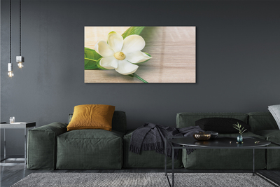 Plexiglas tavla Vit magnolia
