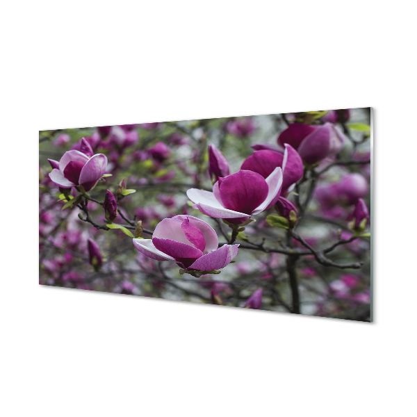 Tavla plexiglas Lila magnolia