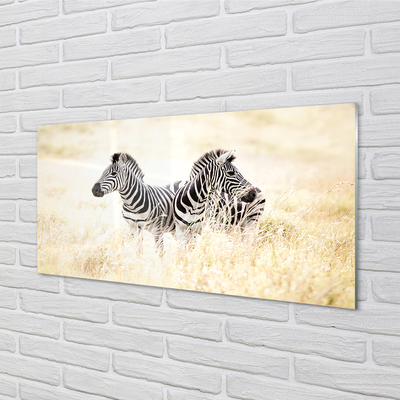 Plexiglas tavla Zebrafält