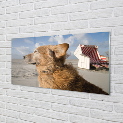 Plexiglas tavla Brun strandhund