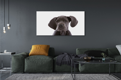 Bild canvas Brun hund