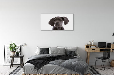 Bild canvas Brun hund