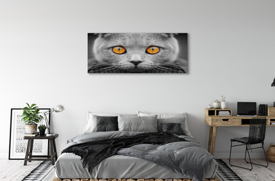 Foto på canvas Brittisk grå katt