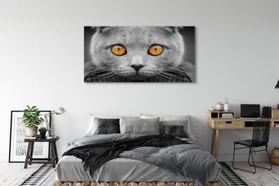 Foto på canvas Brittisk grå katt