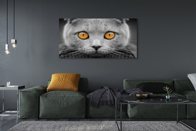 Foto på canvas Brittisk grå katt