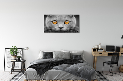 Foto på canvas Brittisk grå katt