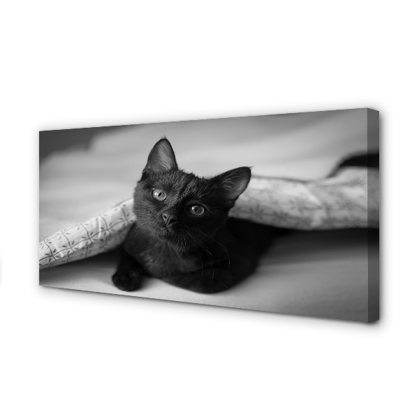 Fototryck canvas Katt under filten