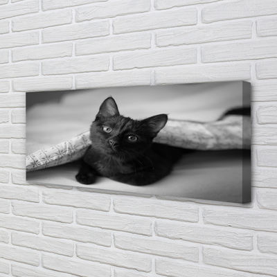 Fototryck canvas Katt under filten