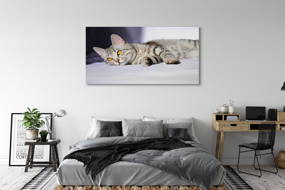 Canvas bild Liggande katt