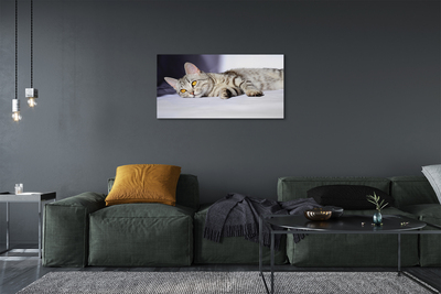 Canvas bild Liggande katt