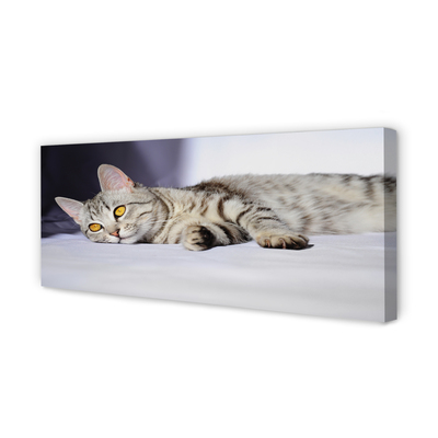 Canvas bild Liggande katt