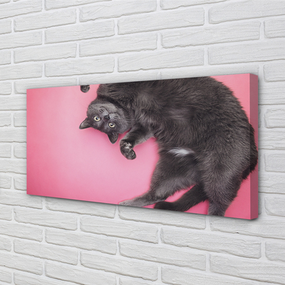 Bild canvas Liggande katt