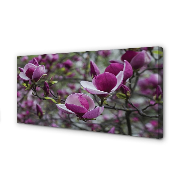 Canvas bild Lila magnolia