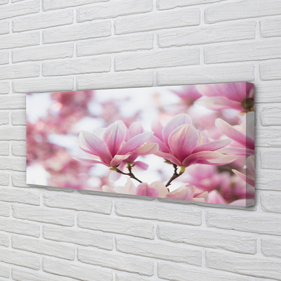 Fototryck canvas Magnolia träd