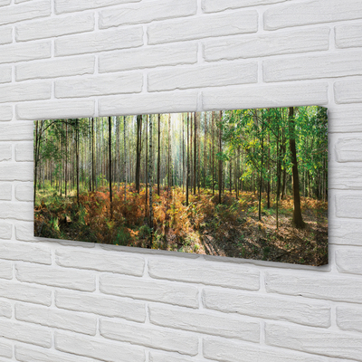 Fototryck canvas Skog av björkträd