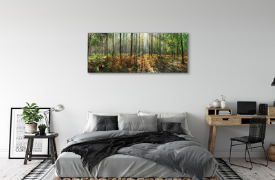 Fototryck canvas Skog av björkträd