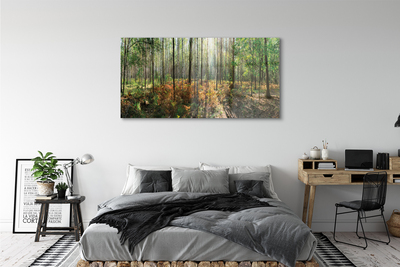 Fototryck canvas Skog av björkträd