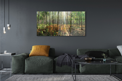 Fototryck canvas Skog av björkträd