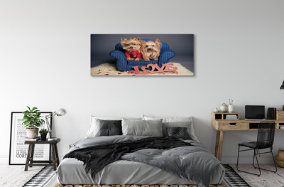 Bild på canvas Yorkies