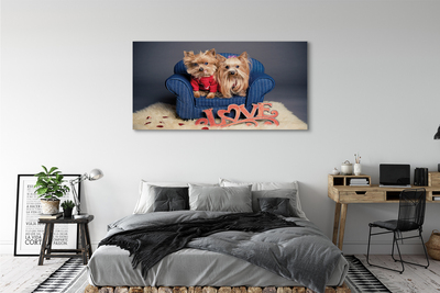 Bild på canvas Yorkies