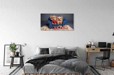 Bild på canvas Yorkies